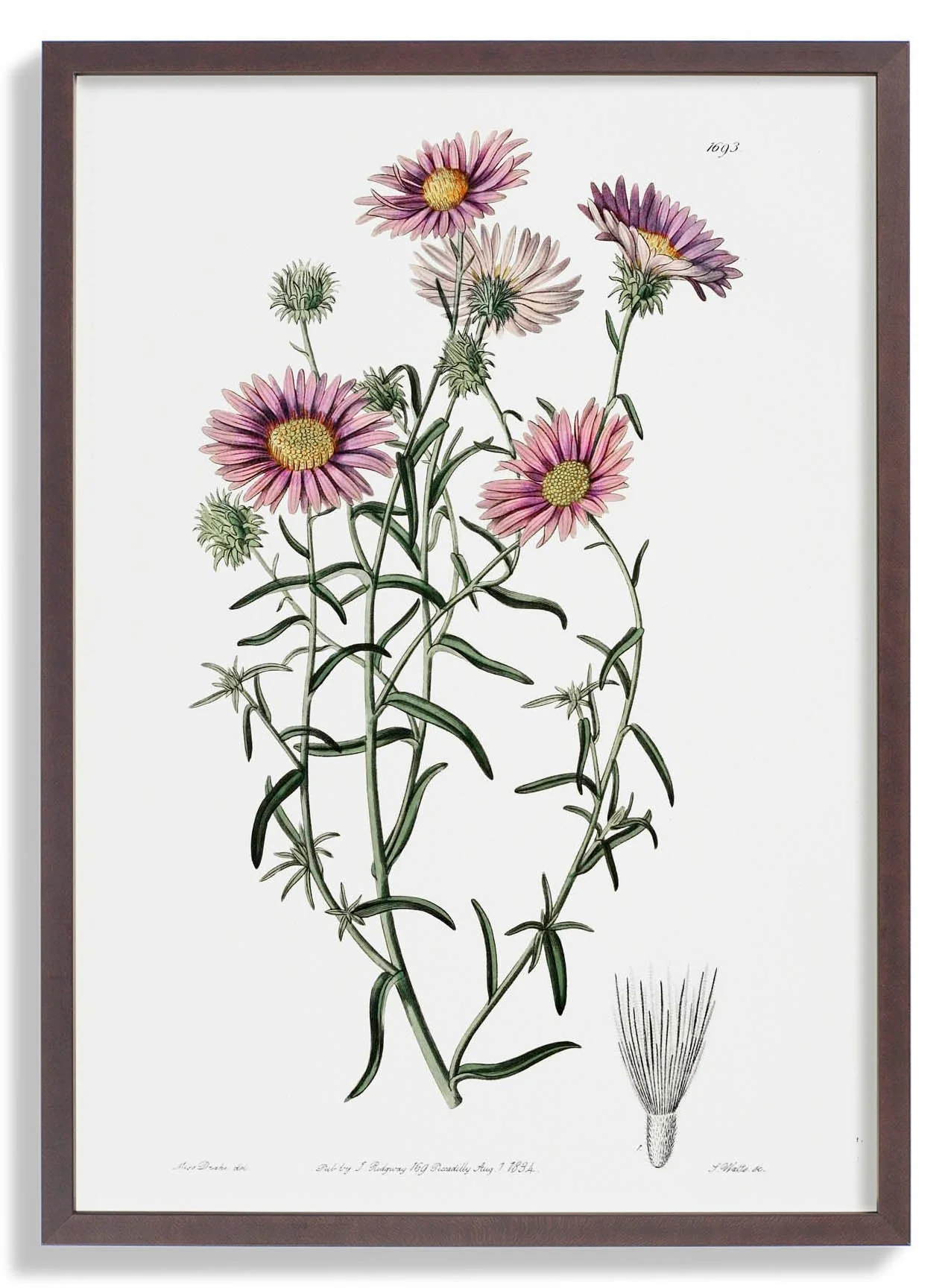 Vintage Hoary Flower - Image 7