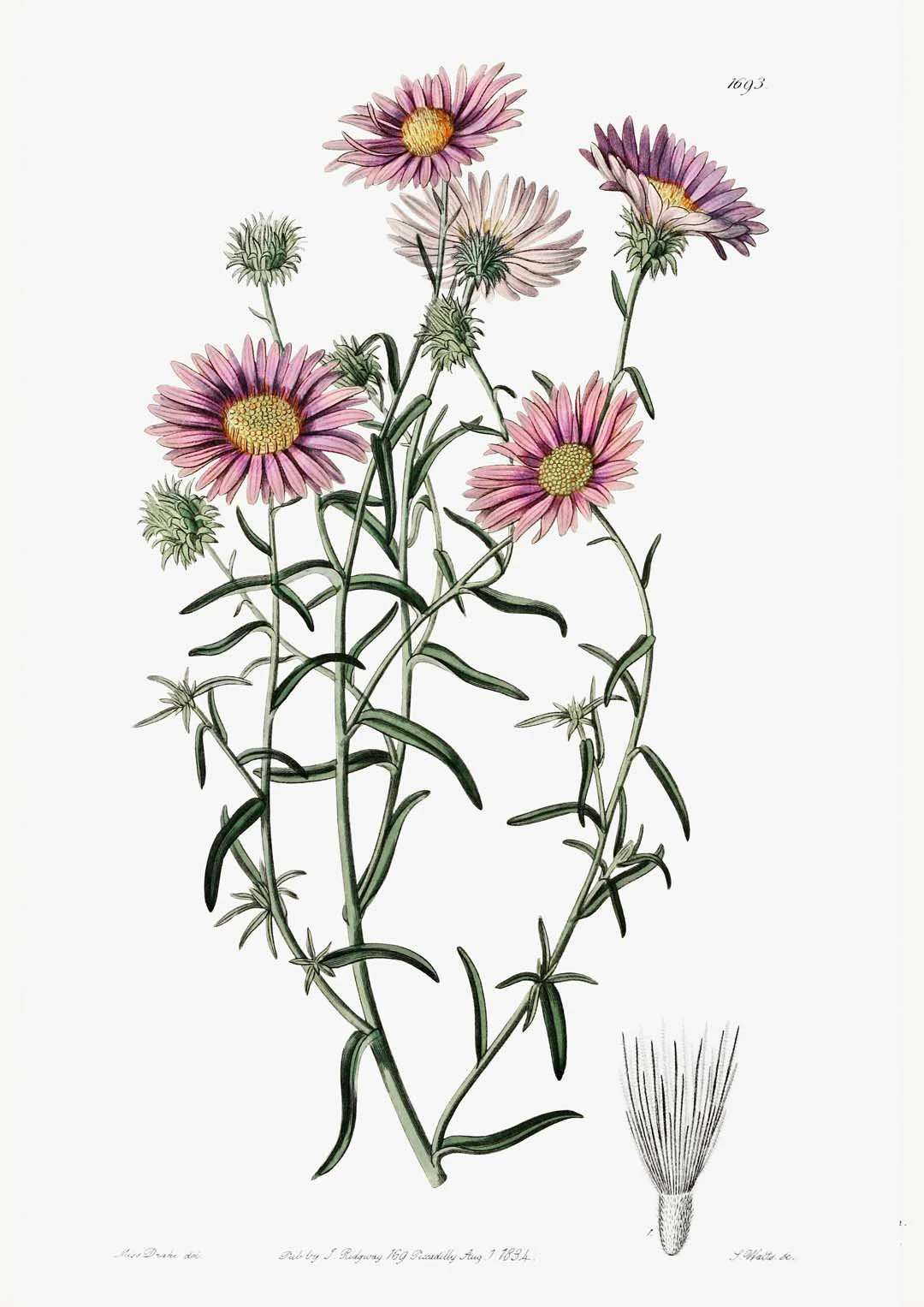 Vintage Hoary Flower - Image 8