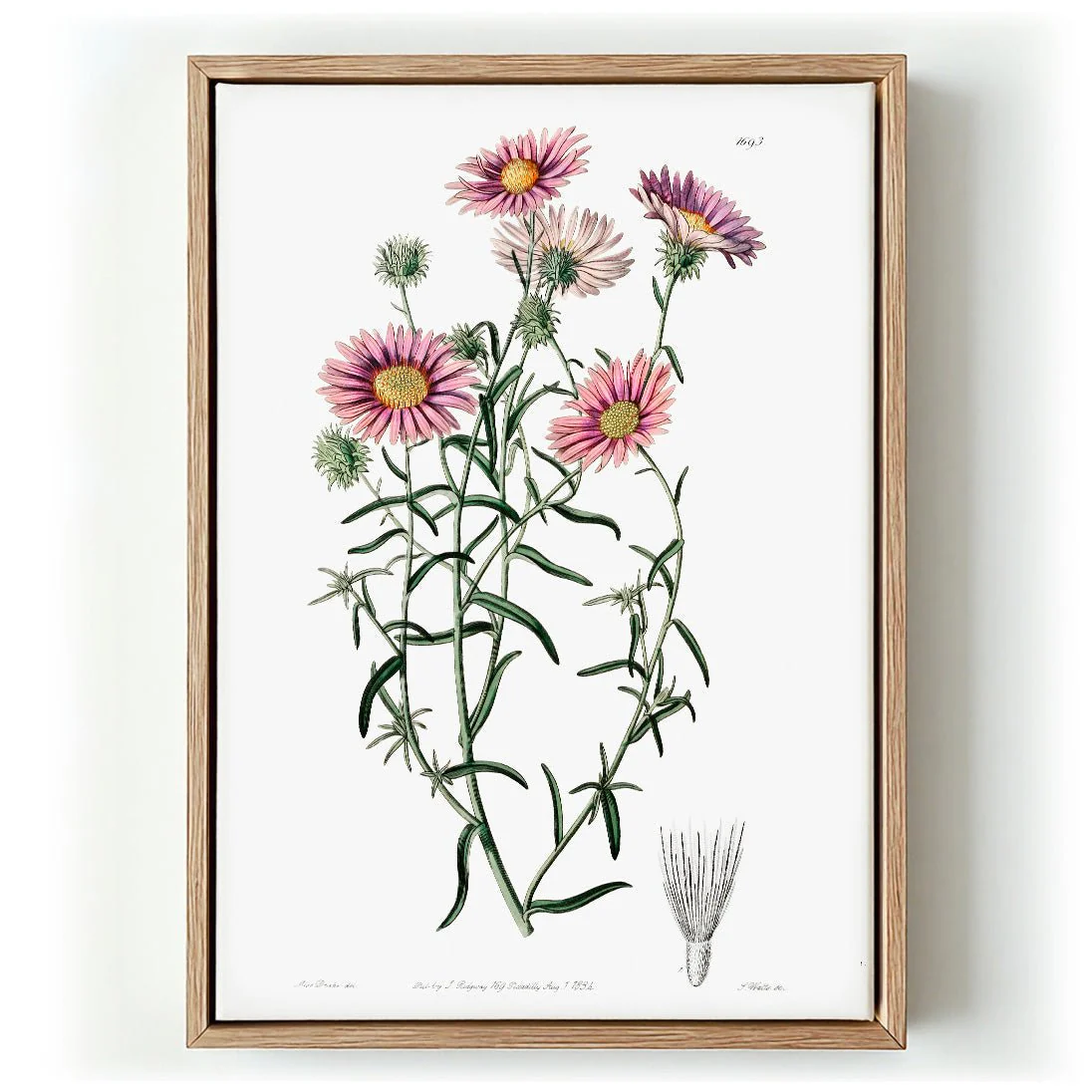 Vintage Hoary Flower
