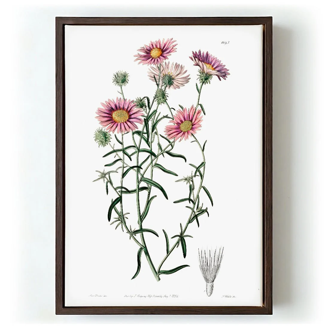 Vintage Hoary Flower - Image 5
