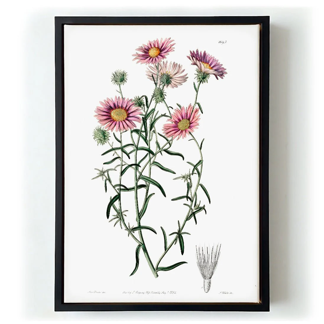 Vintage Hoary Flower - Image 6