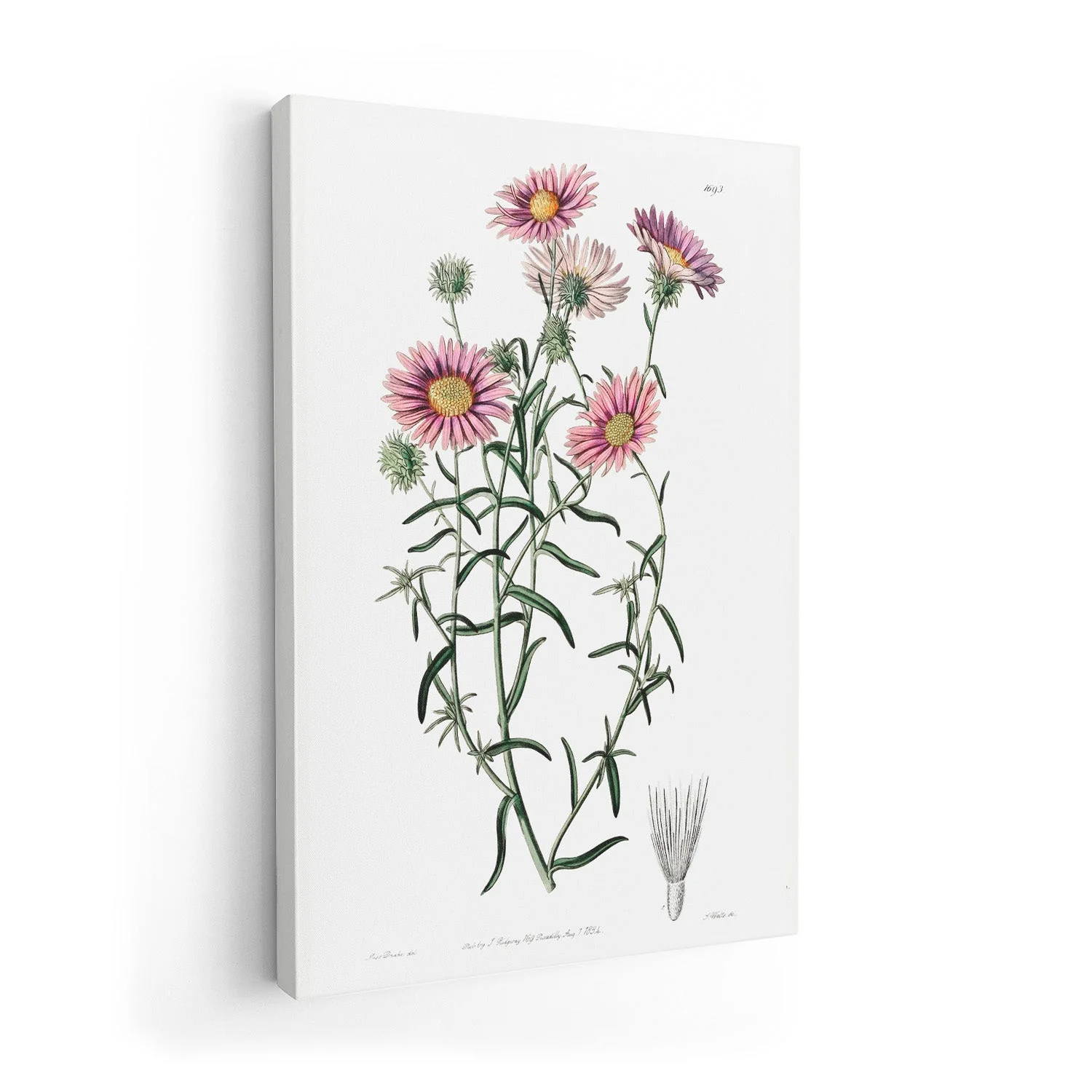 Vintage Hoary Flower - Image 7