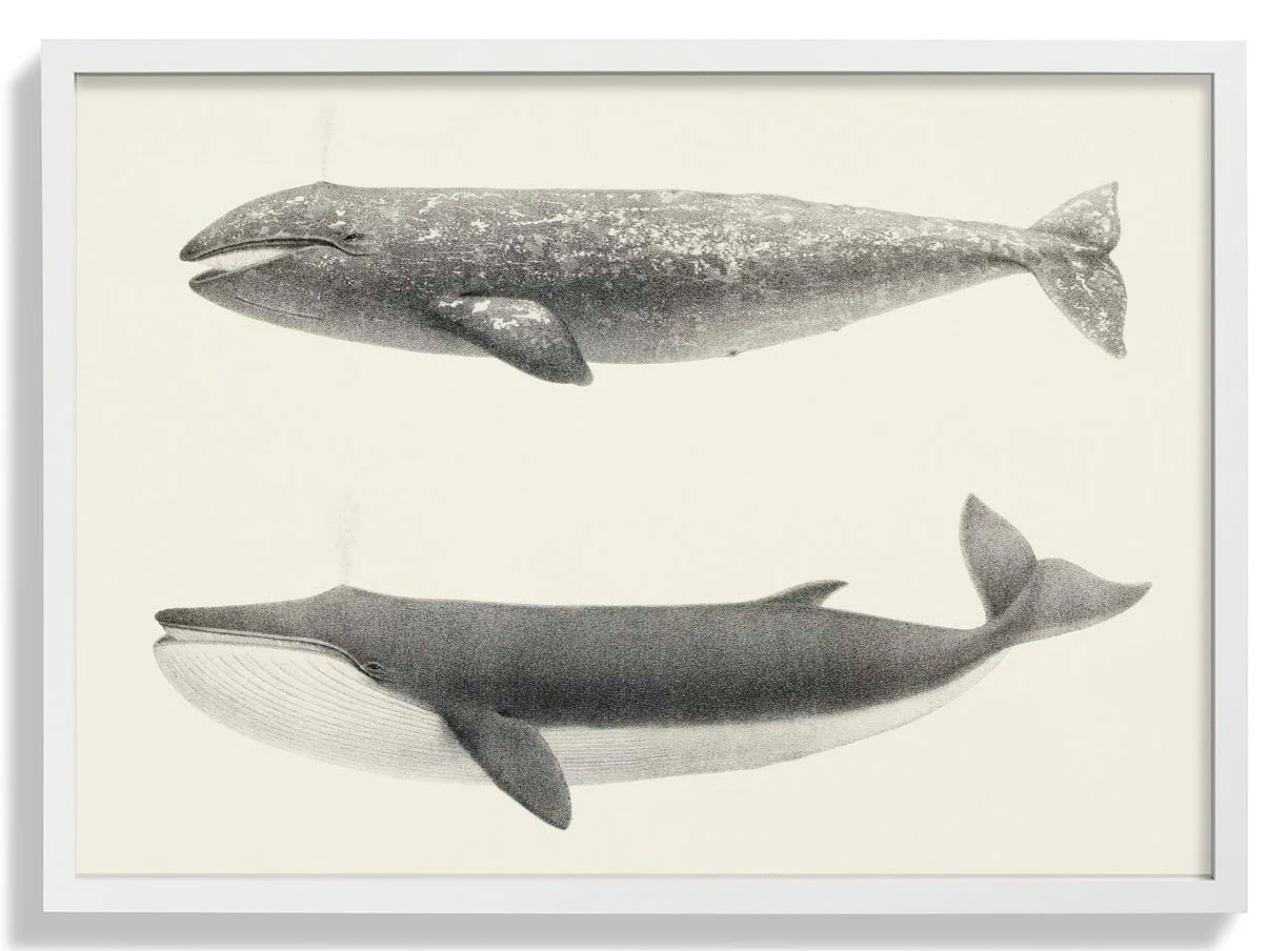 Whale Pintada and Orca - Image 5