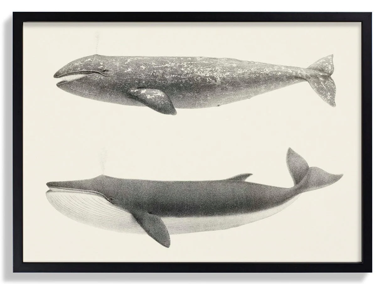 Whale Pintada and Orca - Image 6