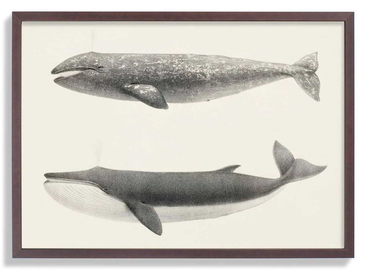 Whale Pintada and Orca - Image 7
