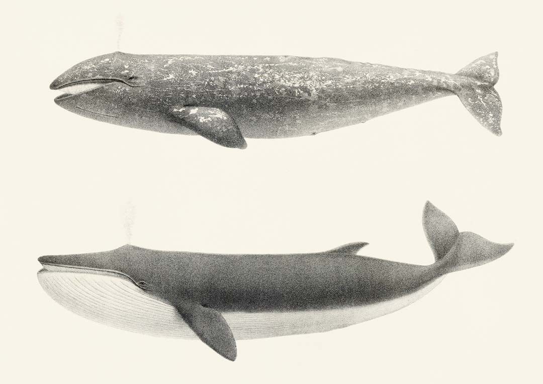 Whale Pintada and Orca - Image 8