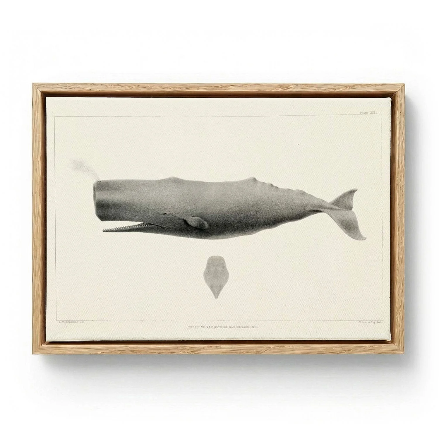 Whale