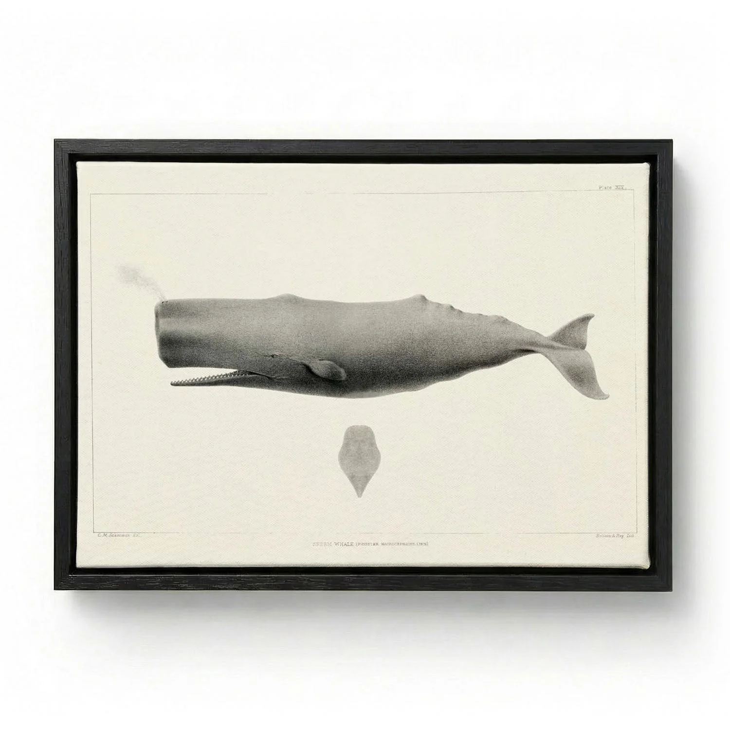 Whale - Image 5