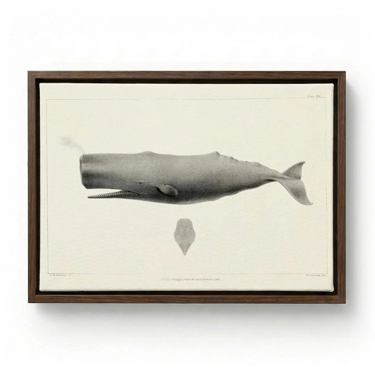 Whale - Image 6