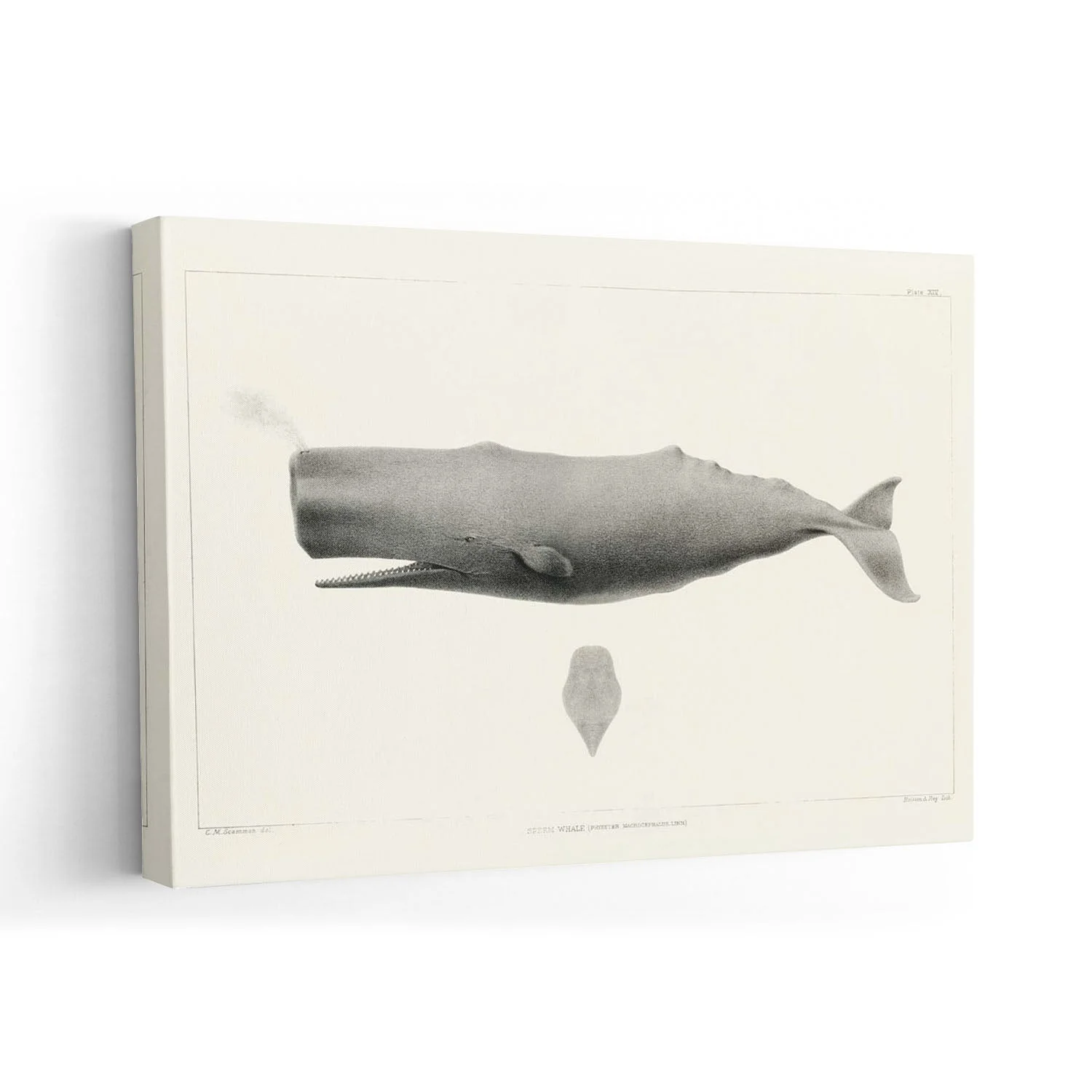 Whale - Image 7