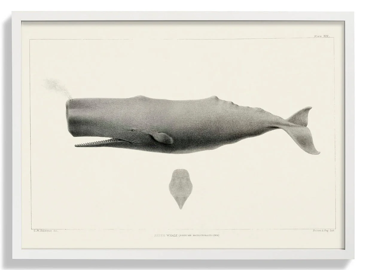 Whale - Image 5