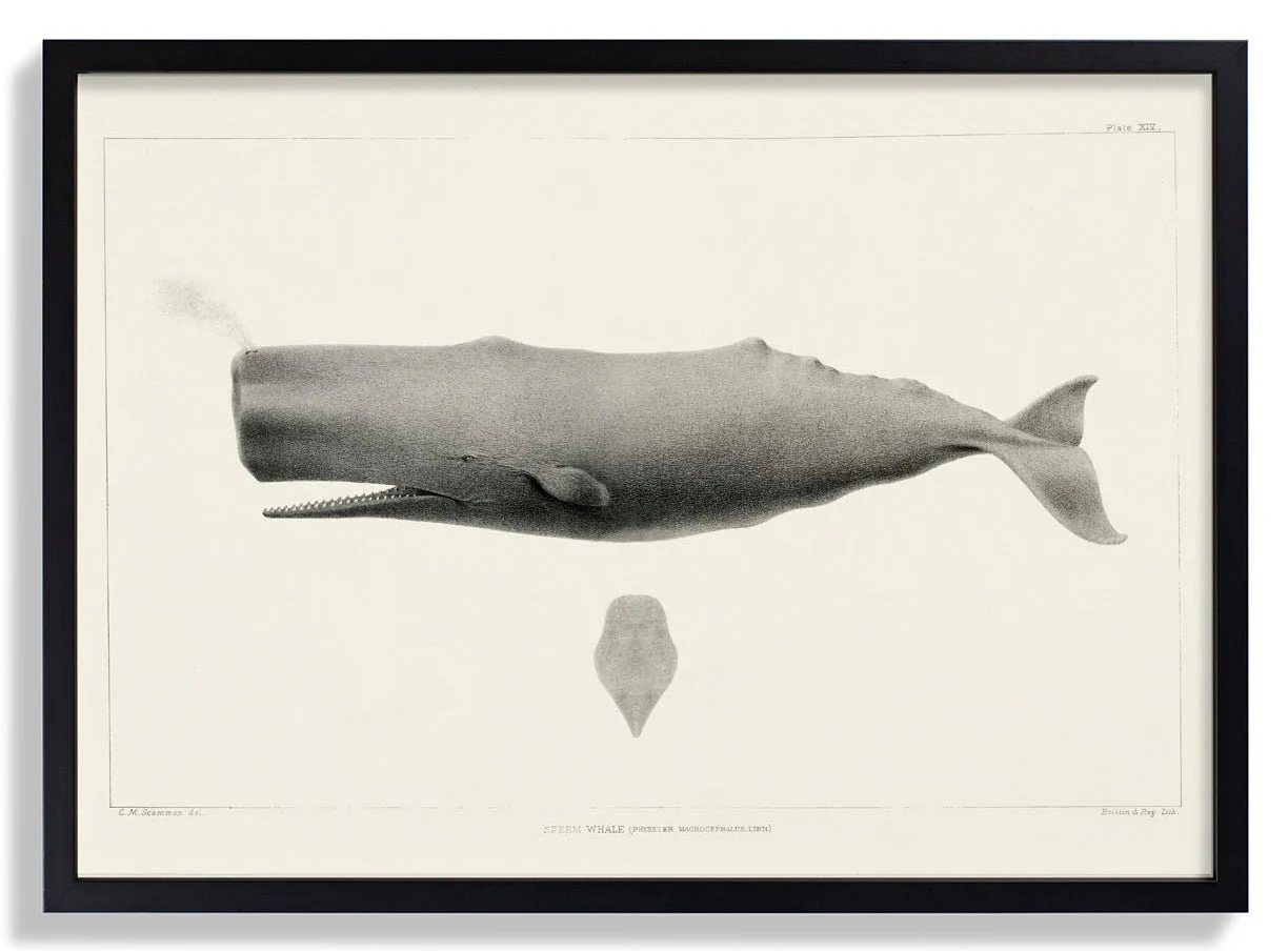 Whale - Image 6
