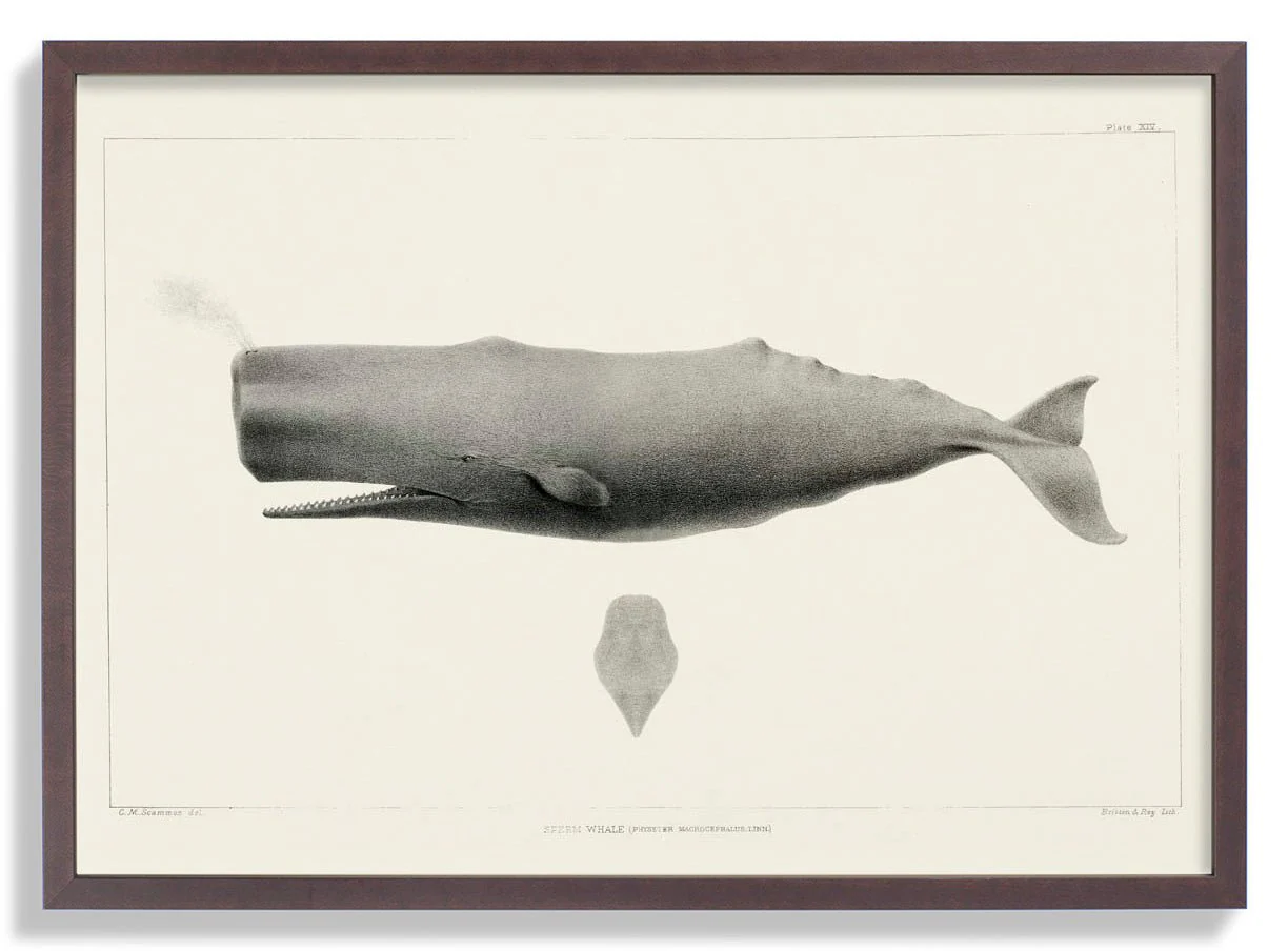 Whale - Image 7