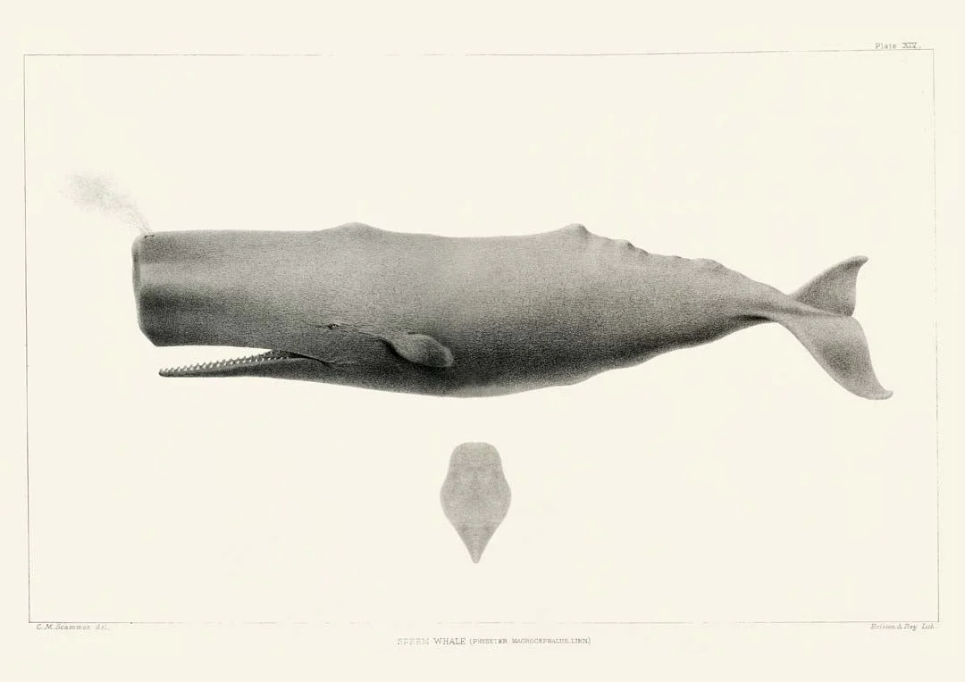 Whale - Image 8