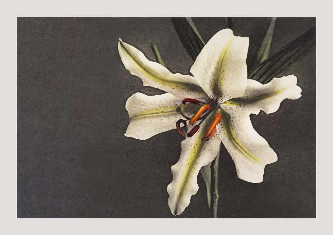 White Lily in the Dark by Ogawa Kazumasa - Image 8