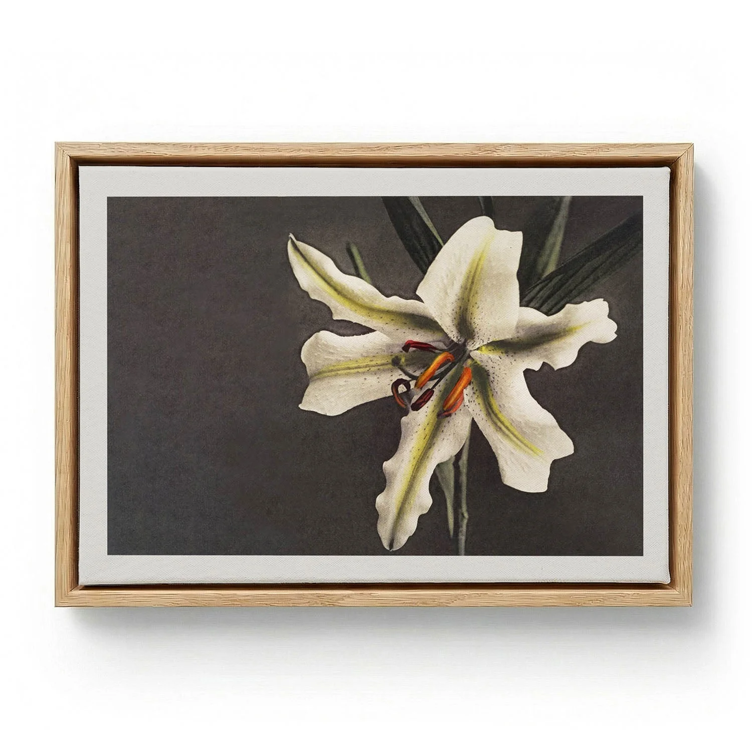 White Lily in the Dark by Ogawa Kazumasa