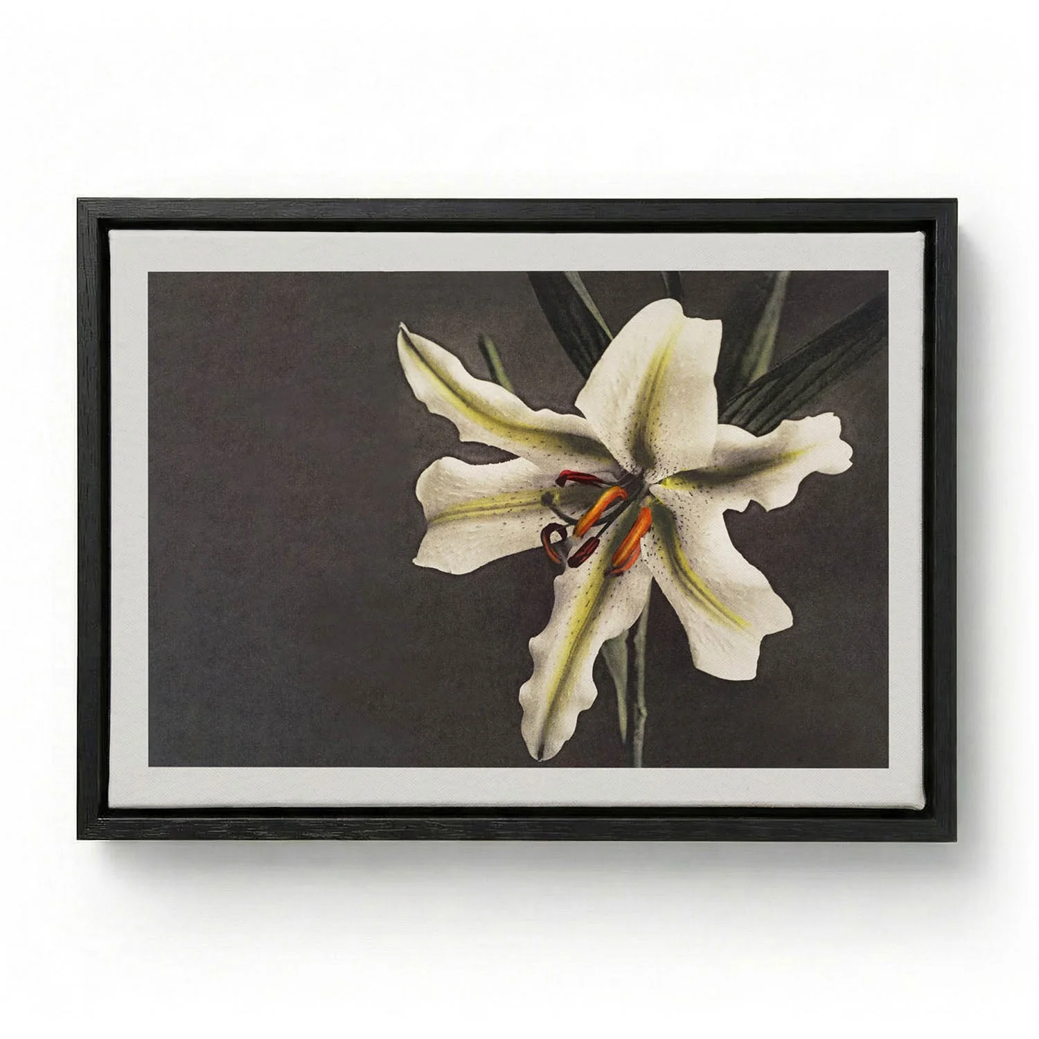White Lily in the Dark by Ogawa Kazumasa - Image 5