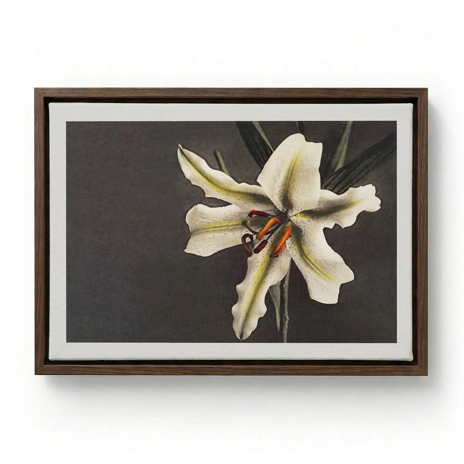 White Lily in the Dark by Ogawa Kazumasa - Image 6