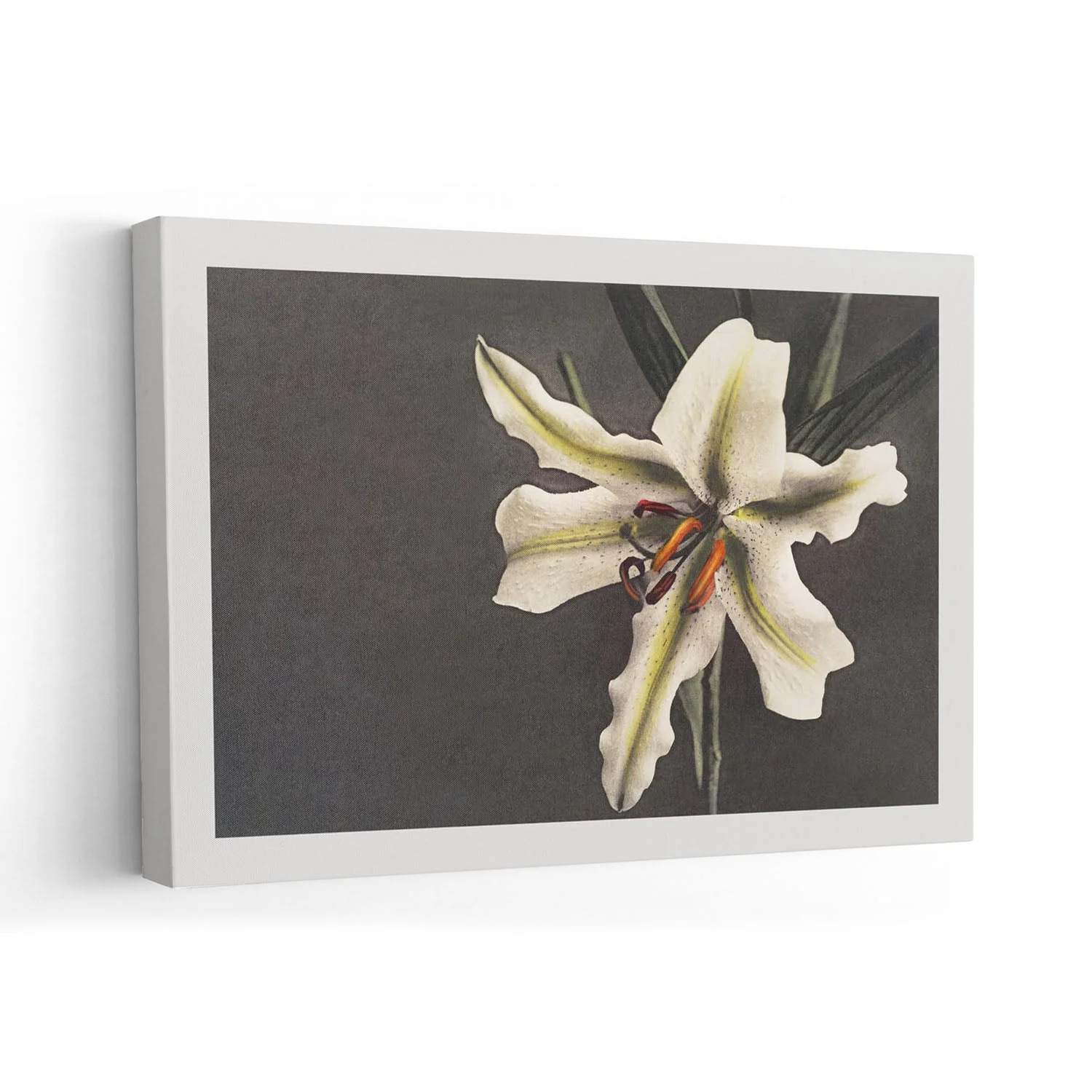 White Lily in the Dark by Ogawa Kazumasa - Image 7