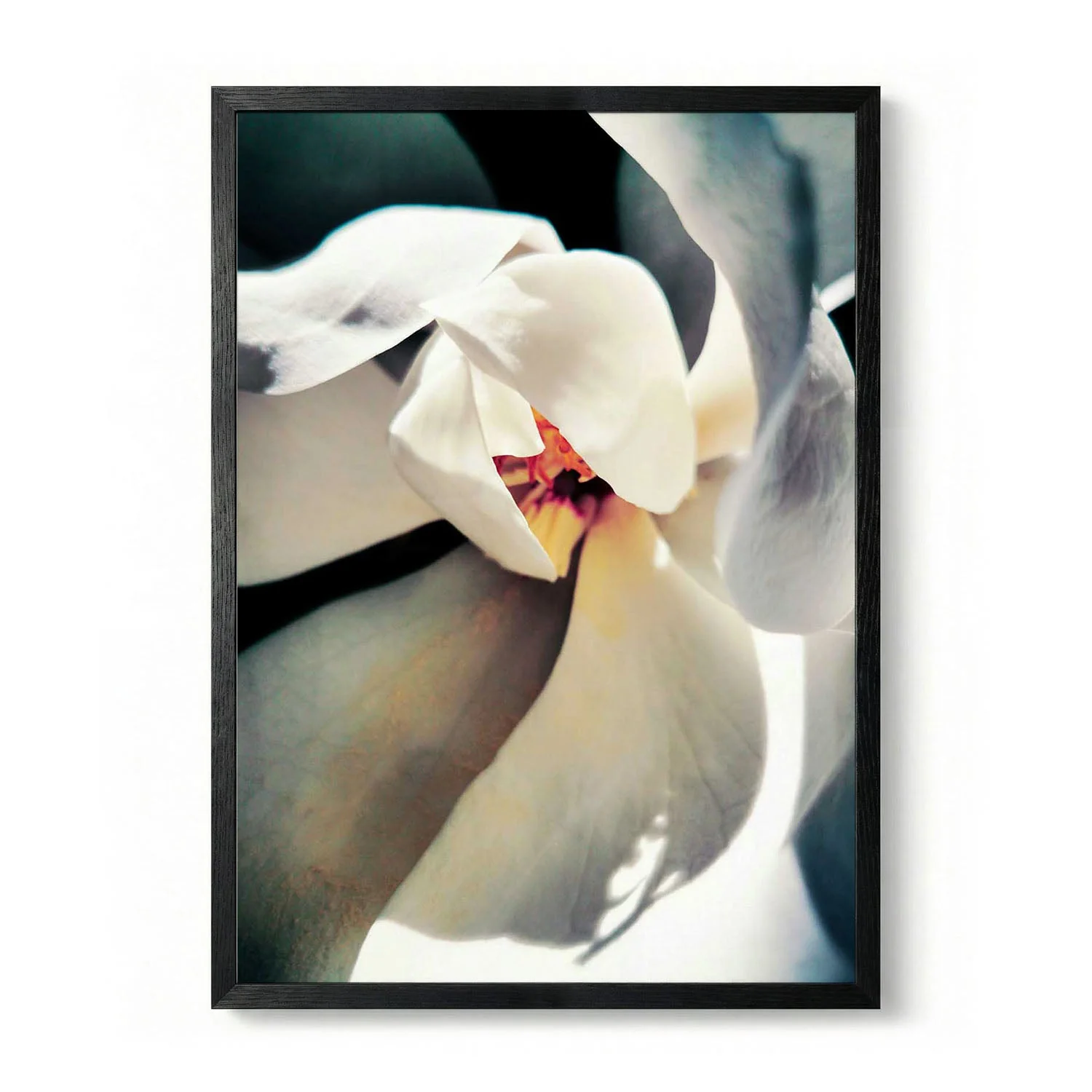 White Magnolia Bloom by Angelo Cerantola - Image 5