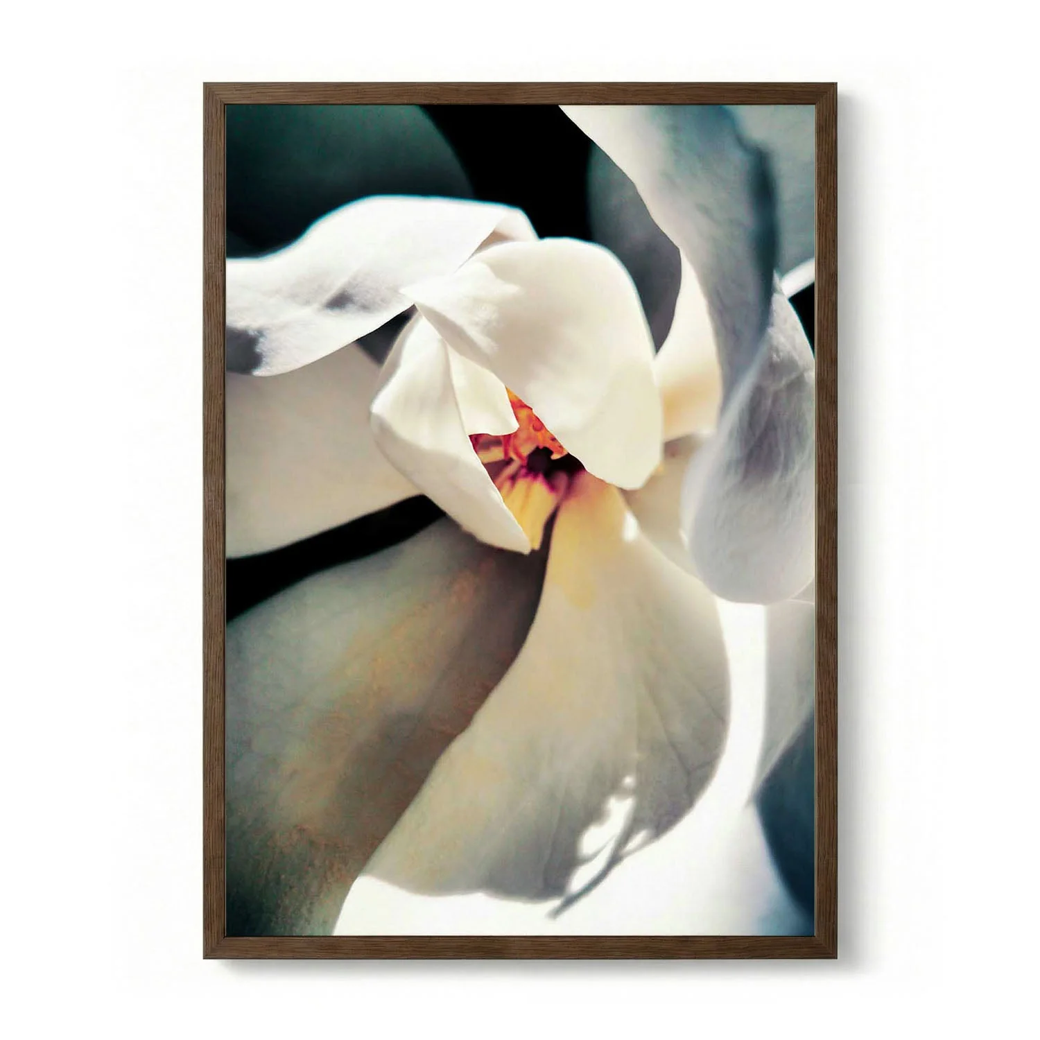 White Magnolia Bloom by Angelo Cerantola - Image 6