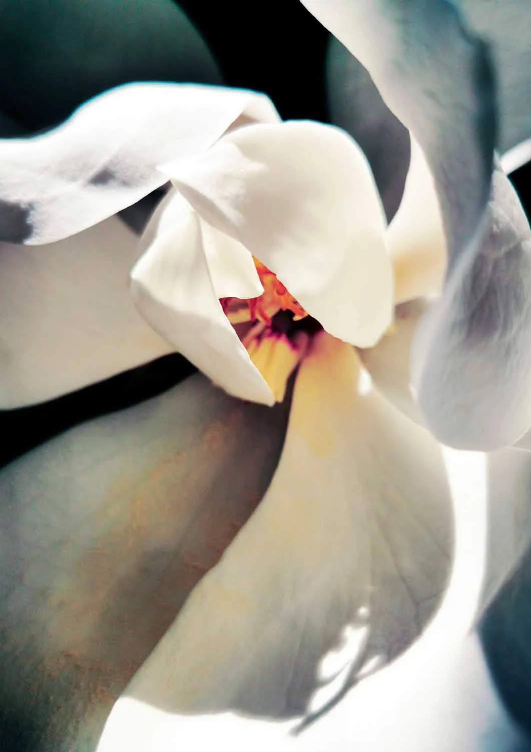 White Magnolia Bloom by Angelo Cerantola - Image 7