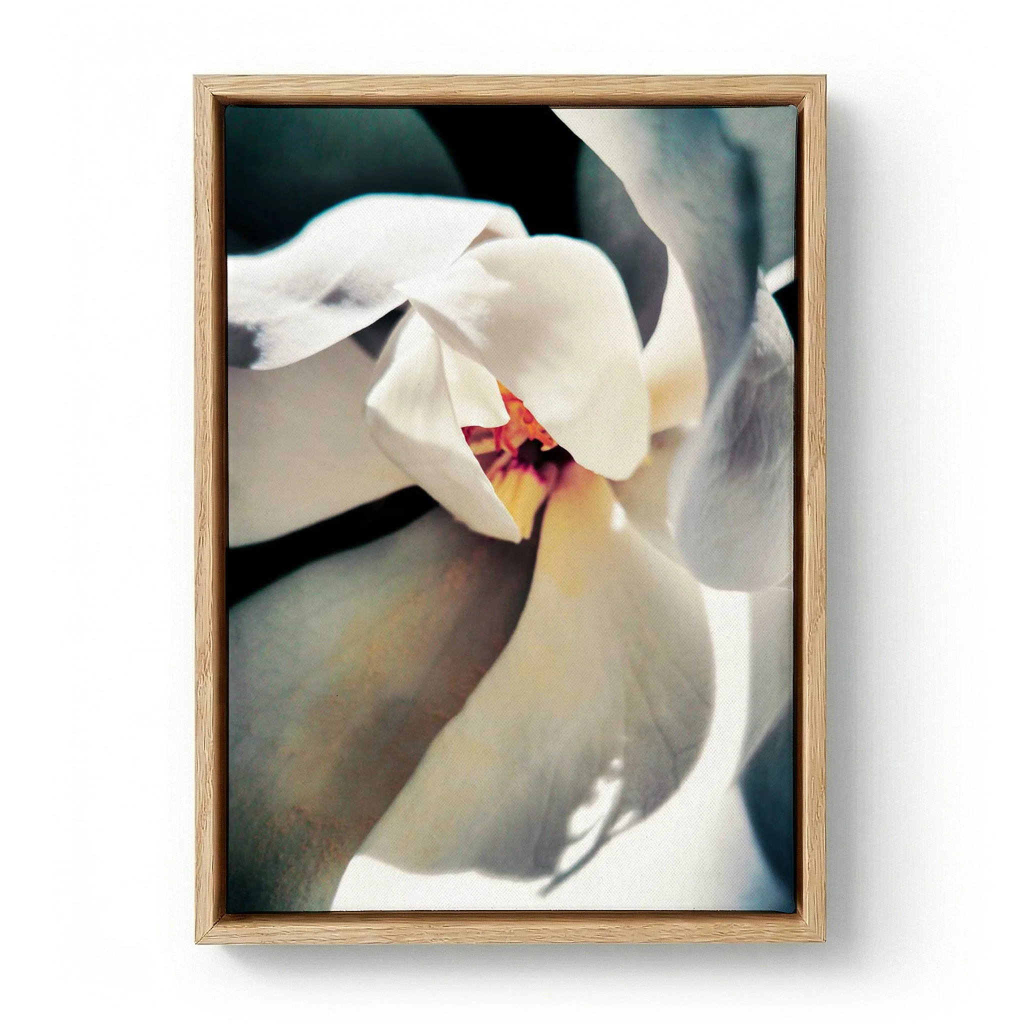 White Magnolia Bloom by Angelo Cerantola