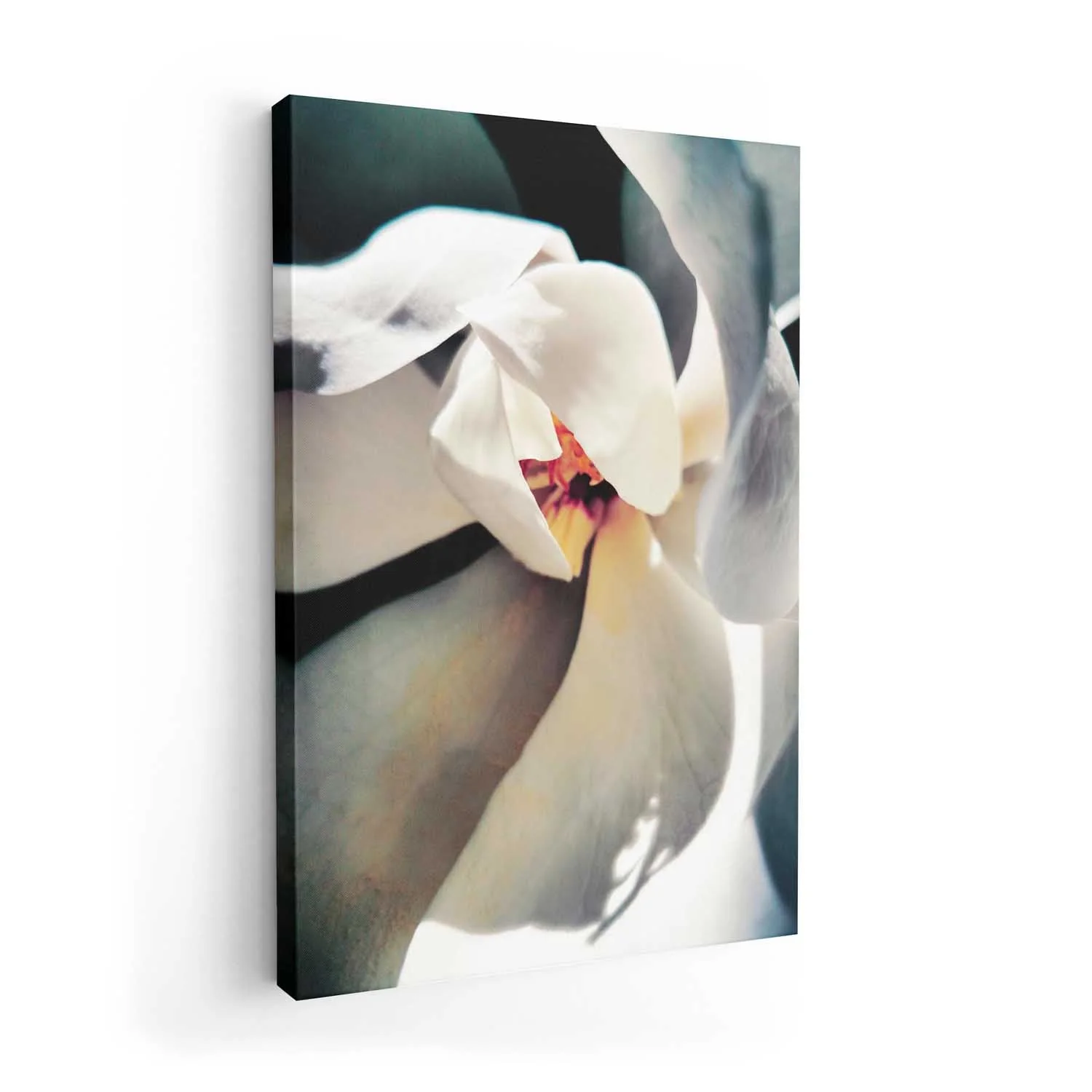 White Magnolia Bloom by Angelo Cerantola - Image 7